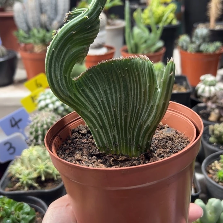 天龙缀化带盆11111111