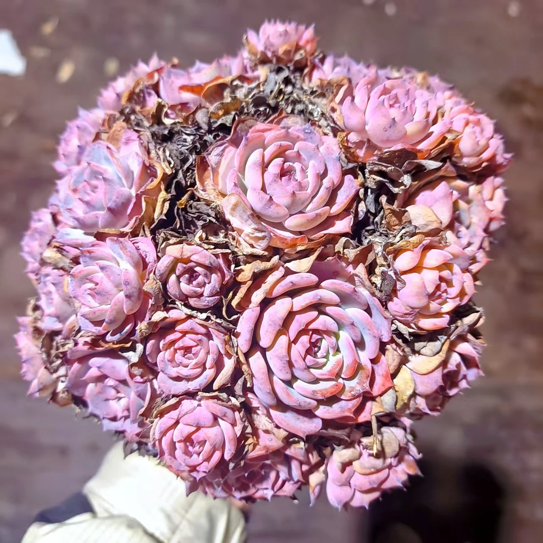 【劳伦斯】 多肉植物 绿植盆栽