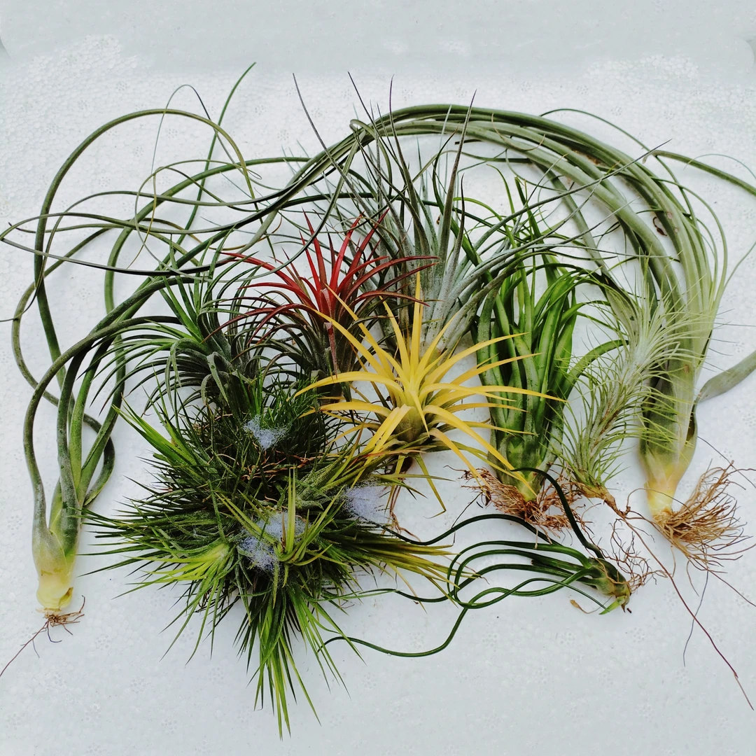 空气凤梨无土植物红黄绿三种颜色室内办公室好养好管理懒人植物