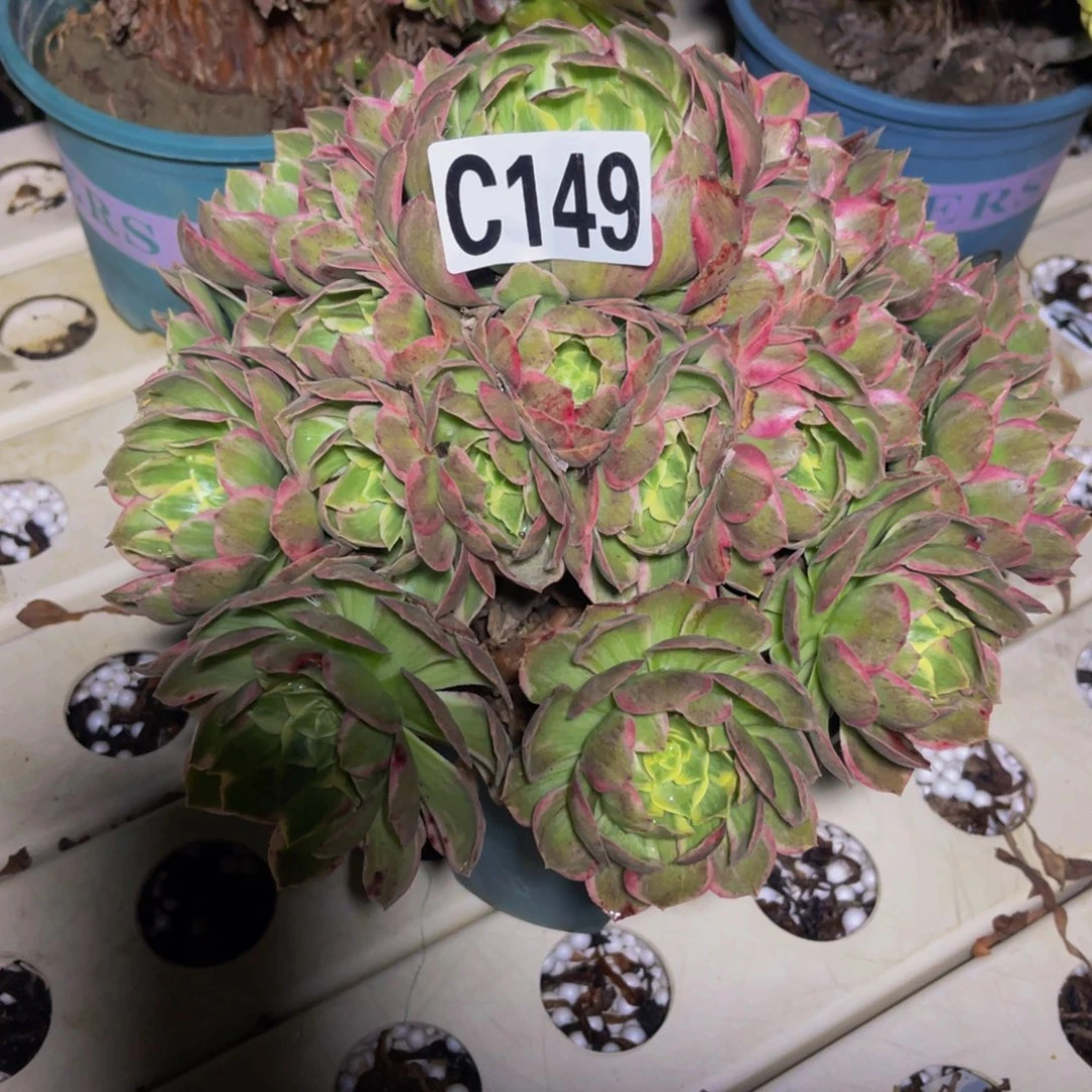 水蜜桃法师7////16包邮