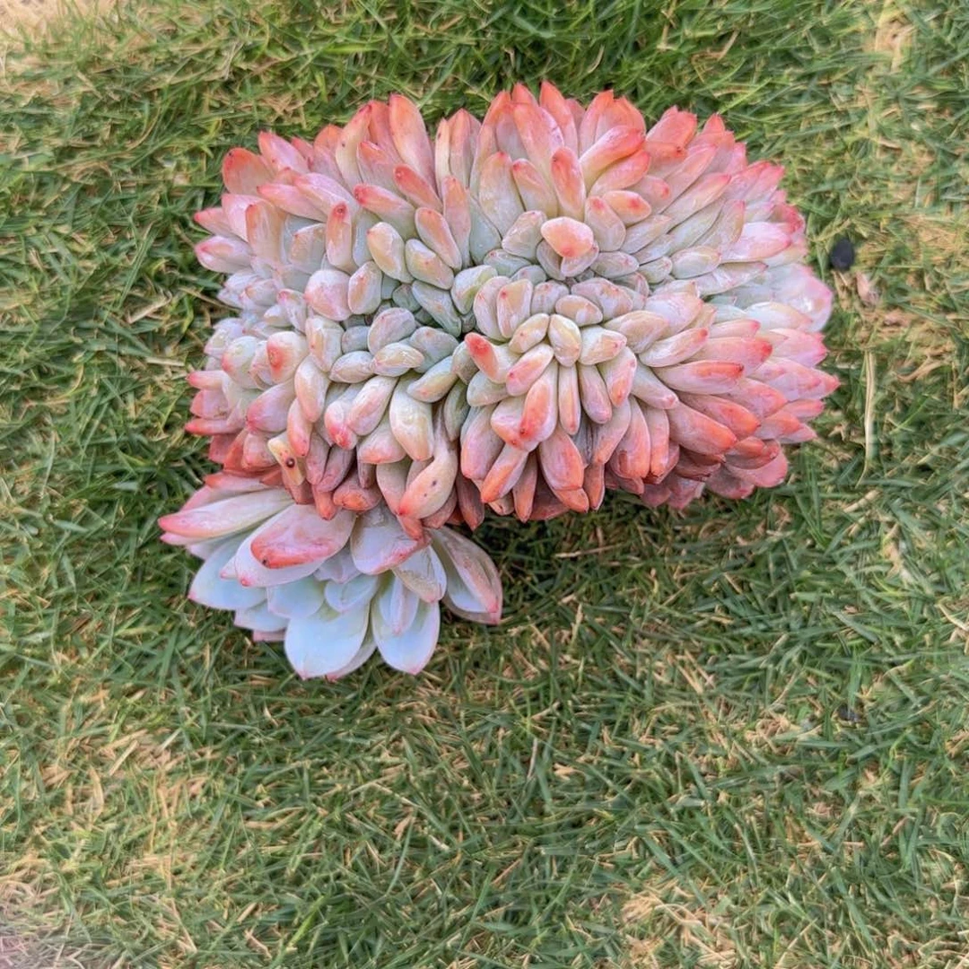 萌*宇萌萌姐发货11111