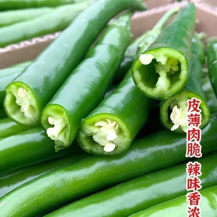 【王村长专属】河南农户辣椒，绿色农家肥种植