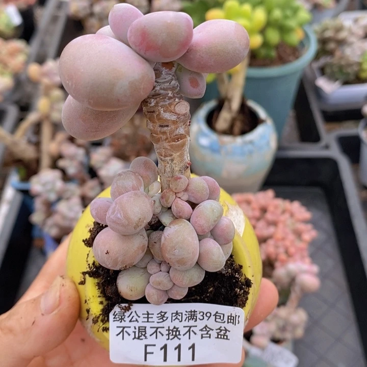 腰子桃蛋111多肉植物