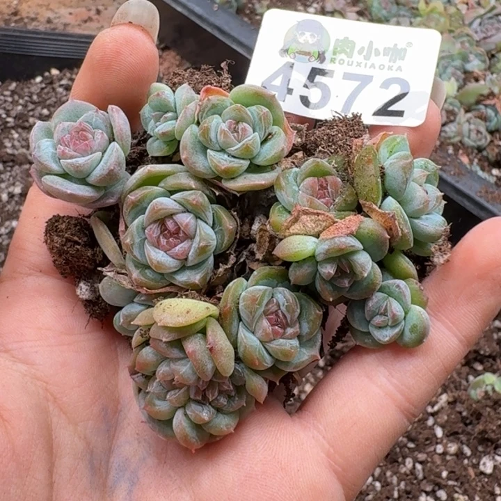 多肉植物多肉植物