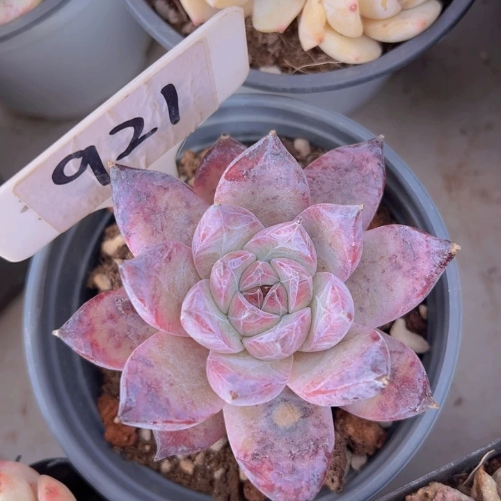 健健康康平平安安