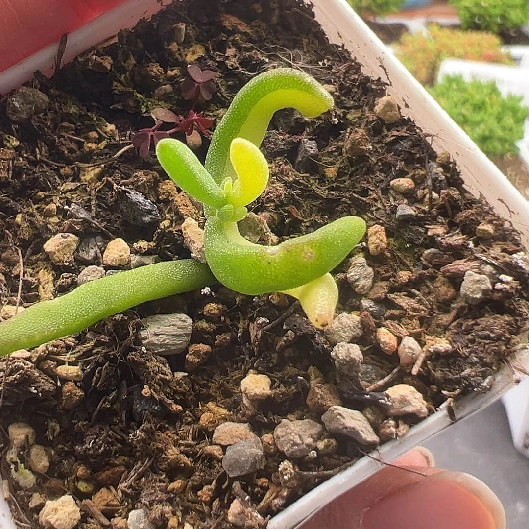 742号阴阳香蕉锦12.19多肉