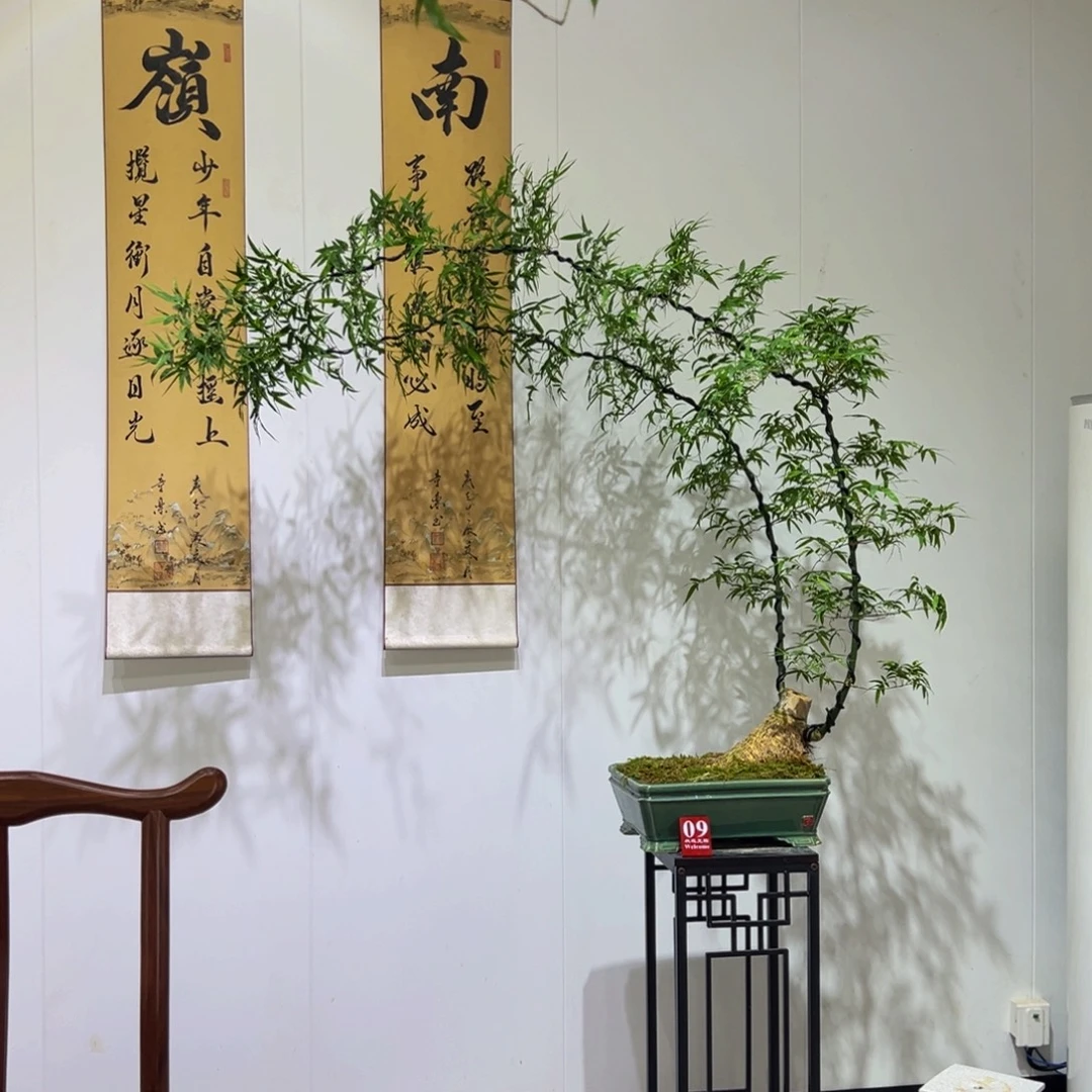 L***k无花朵斜卧桩双杆