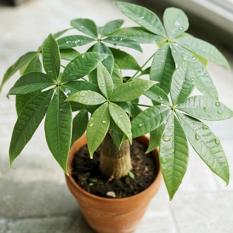 发财树盆栽室内客厅花卉绿植四季散尾葵常青易活落地水培小盆景