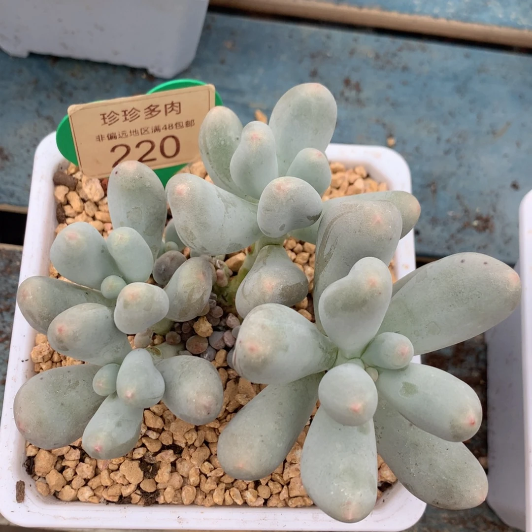 米可奶无砍一物一拍220