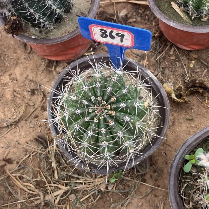墨***袖869，彩草072。。。。。