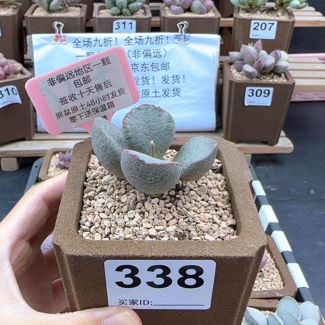 338洛神多肉植物