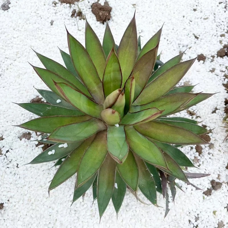 庭院沙生植物造景龙舌兰植物胧雷景观盆栽户外绿植耐热民宿小院