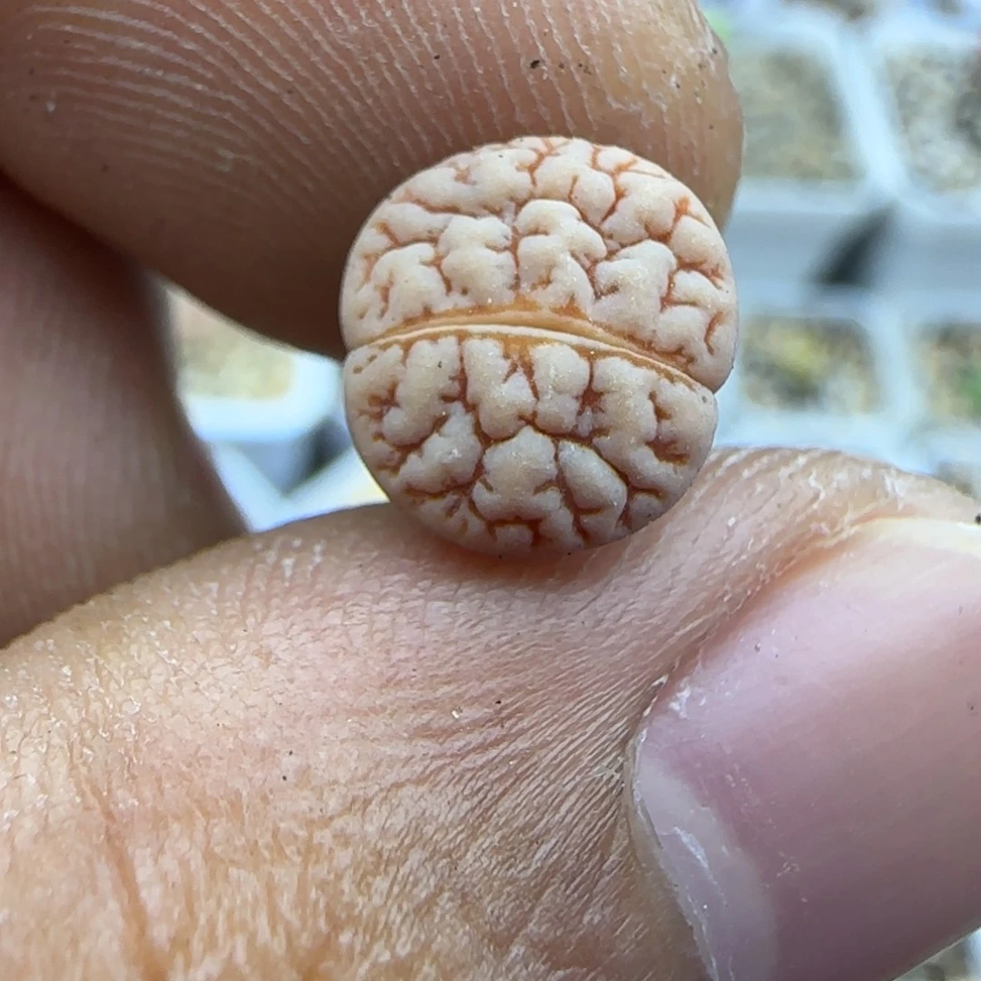 172 生石花大棚直播