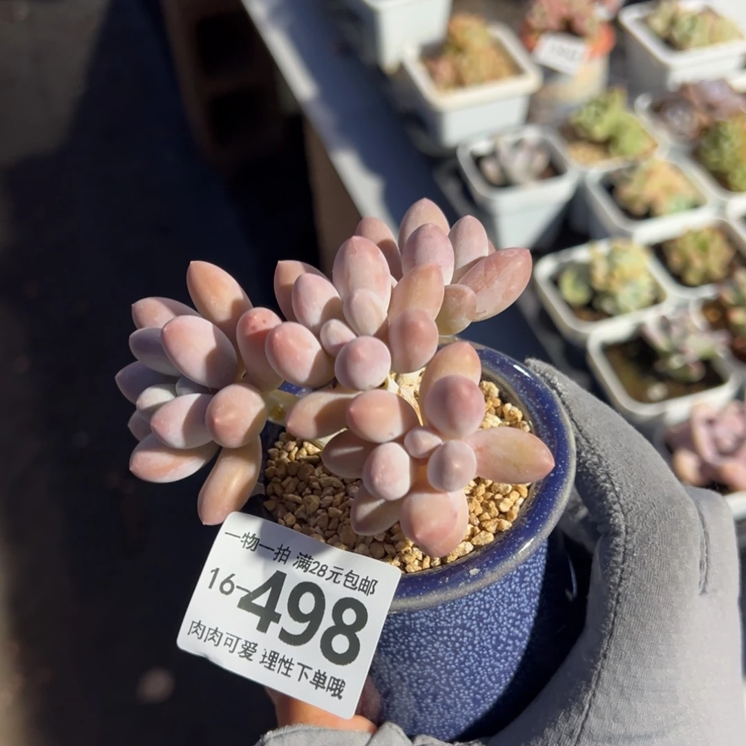 汤圆多多肉多肉多肉多肉