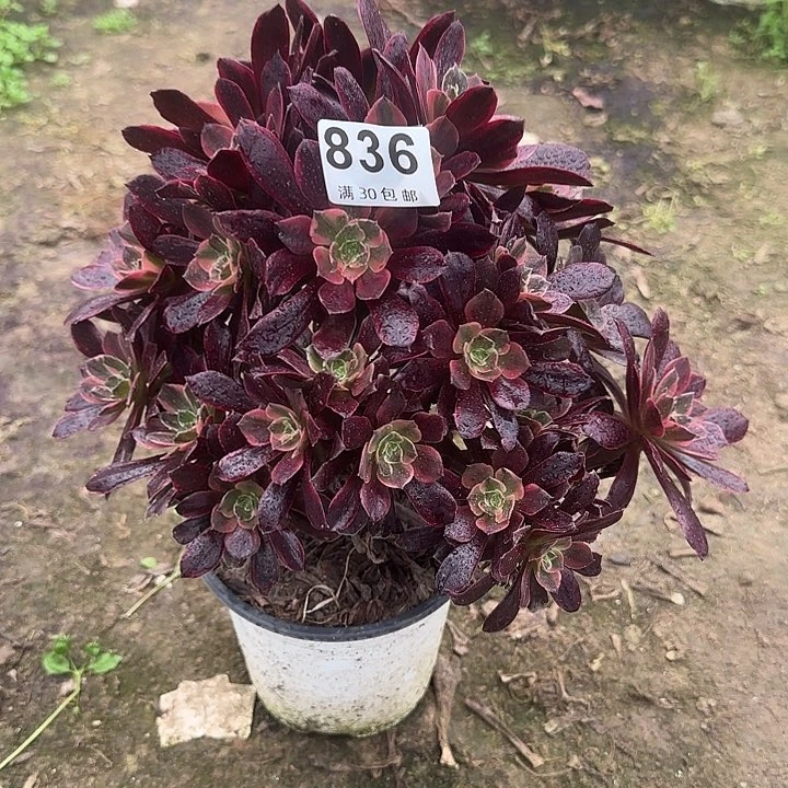 836。                  