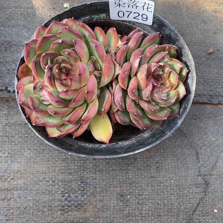 微****精品多肉植物0729