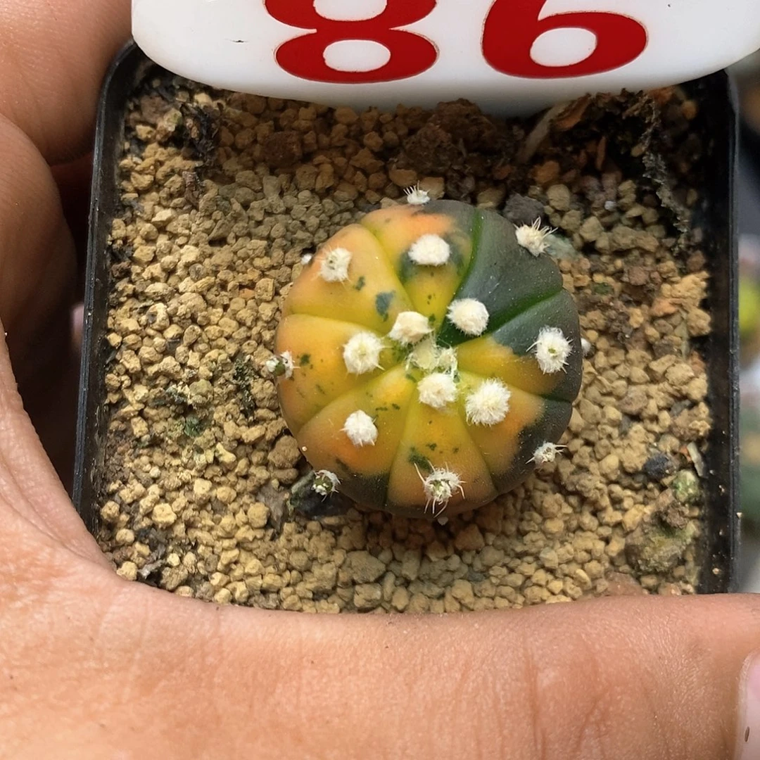 86兜锦福利特价咯啦了
