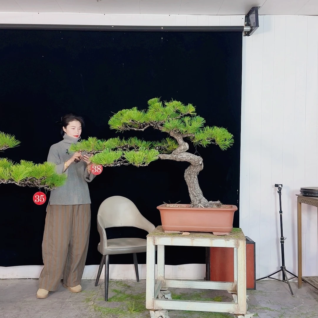 半***⁷无花朵黑松盆景直播间