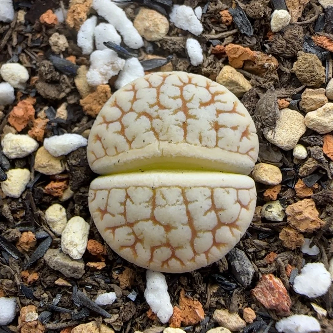 038 生石花大棚直播