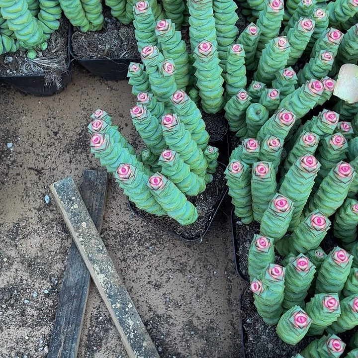 锦锦锦钱多多群近