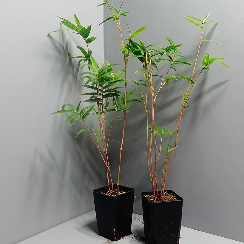 红竹盆景观音竹书房庭院阳台植物小红竹子苗竹子盆栽室内桌面绿植