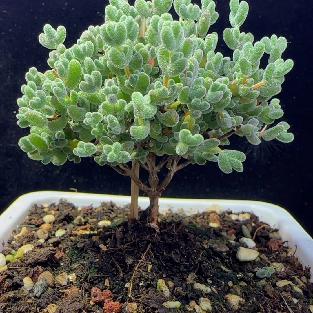 dy1410实生莱斯直杆三岔大树型