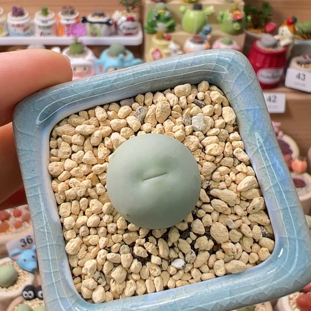 多肉植物52号鸽子蛋