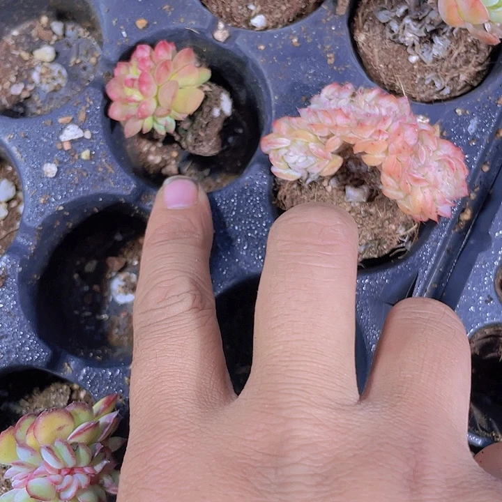 *****2个坠化【满10颗包邮】