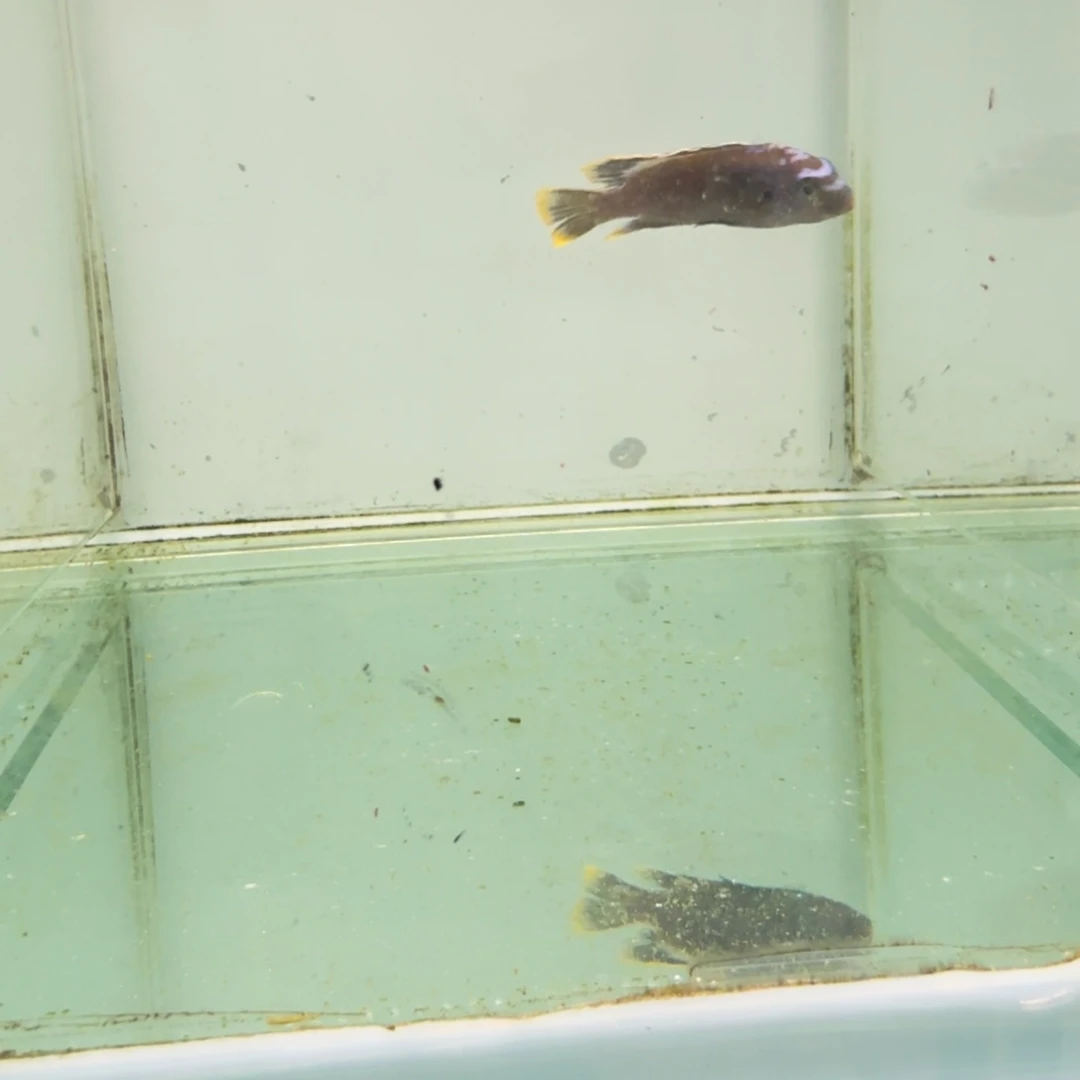 慈鲷莫索波公鱼1069。