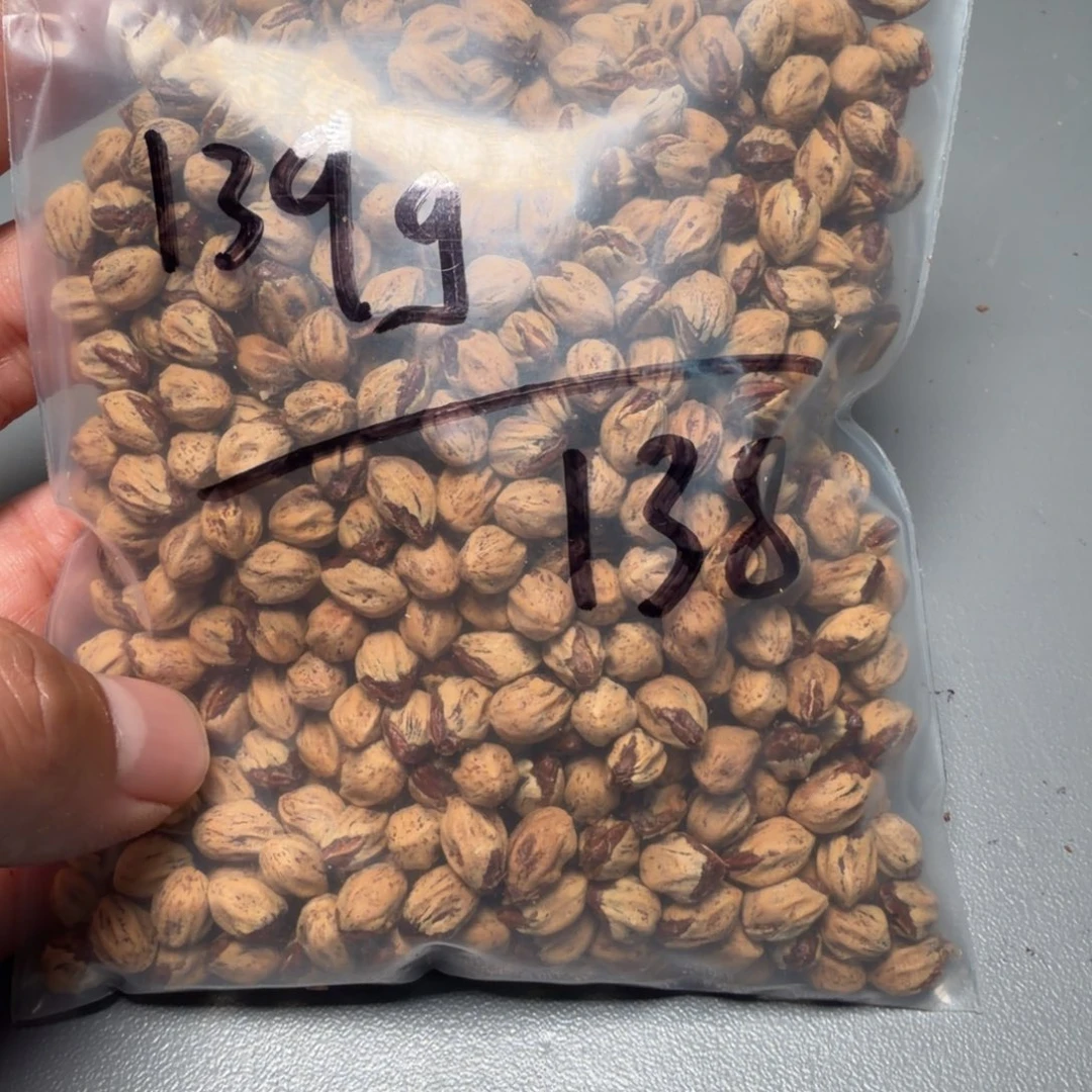 吊坠柏香籽/百香籽L*J