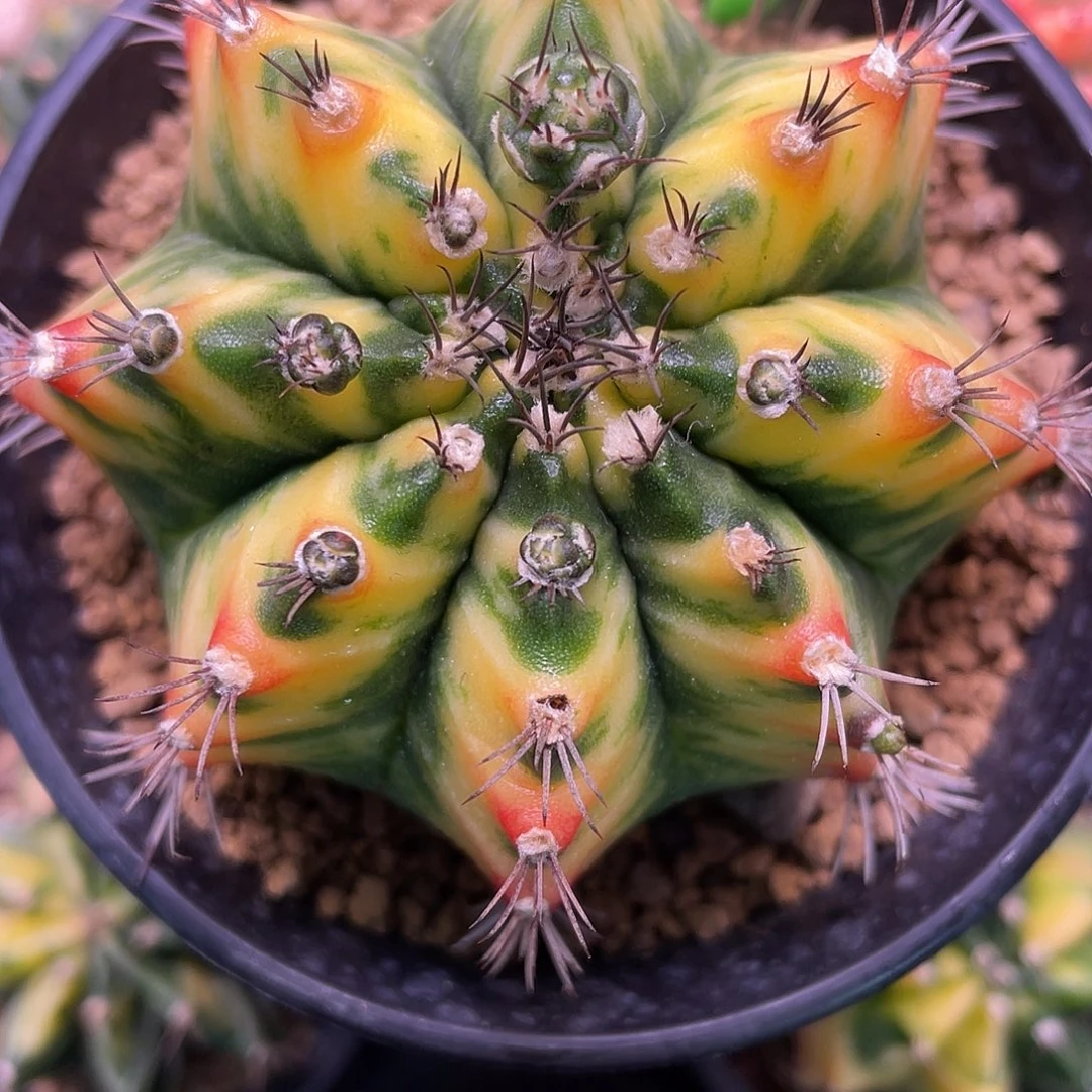 1-121米哈锦7.1厘米