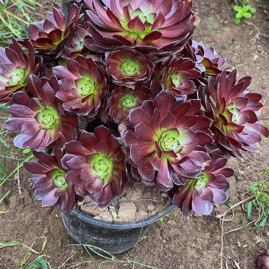 改***变多肉法师808黑寡妇发货不包损