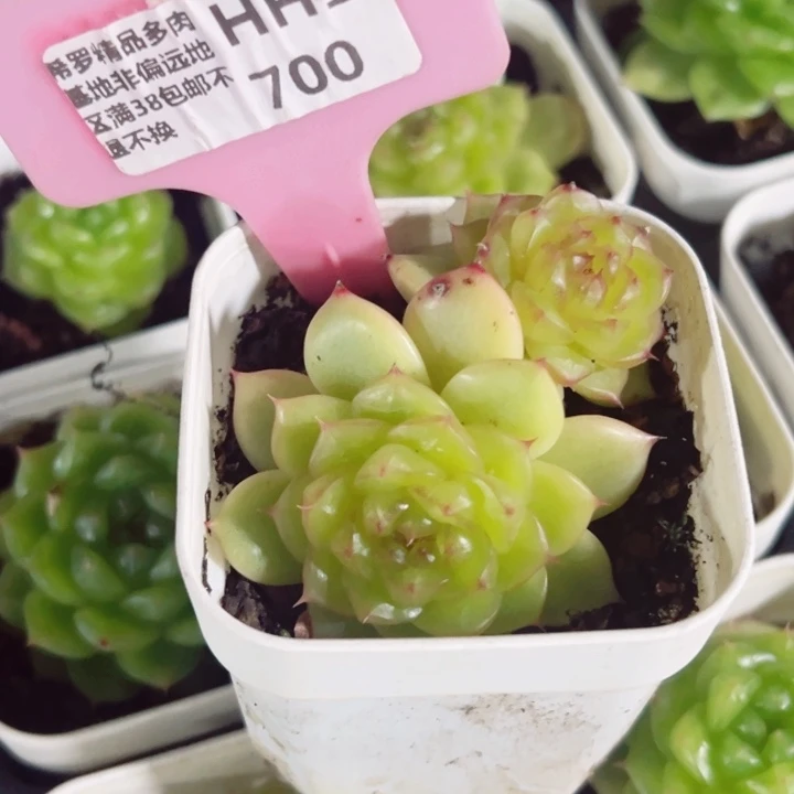 海***梦芒果珍妮5cm多肉植物