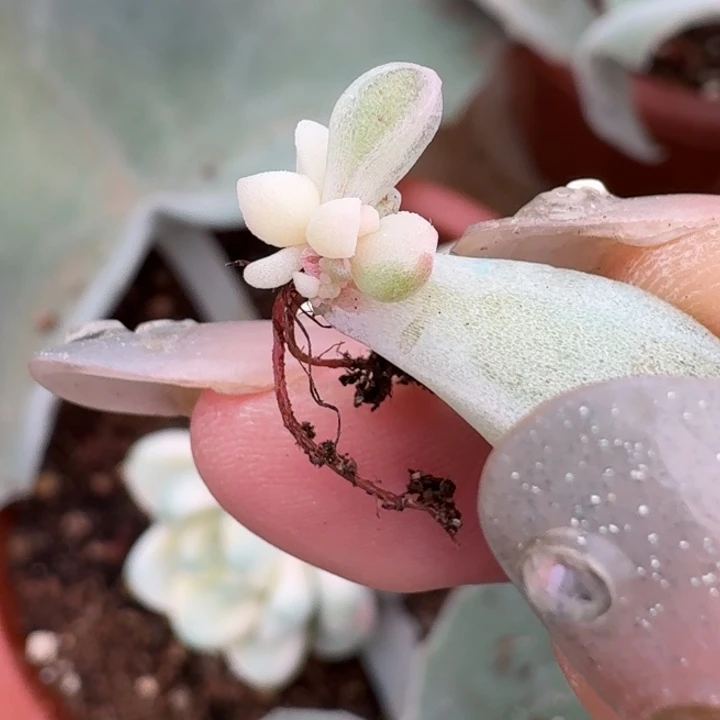 花斑鹿叶插一物一拍