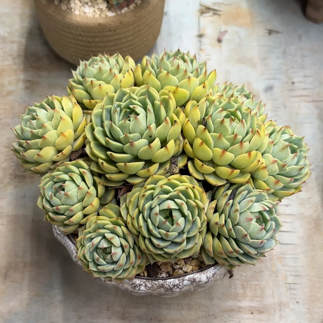 笨吧18 零零多肉植物