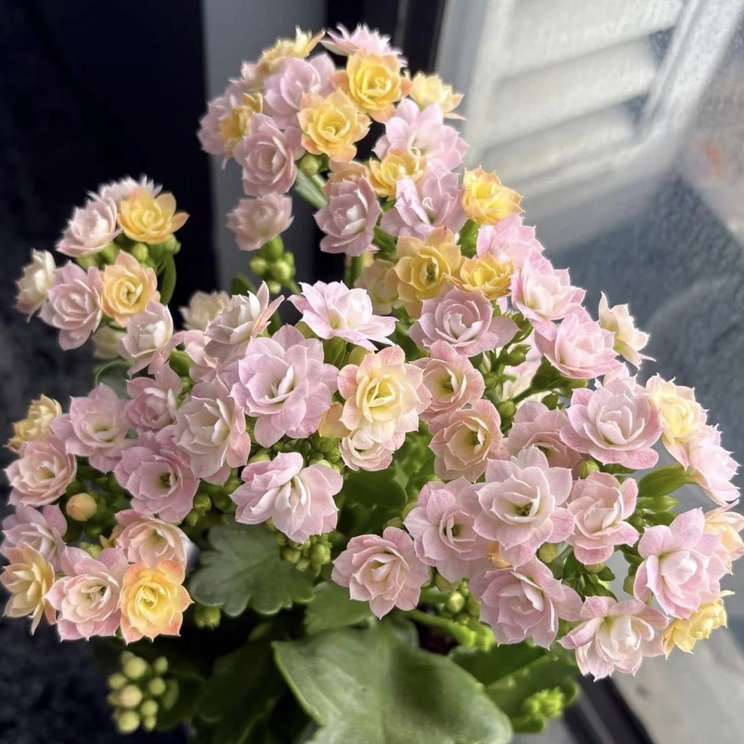 【奶油睡莲】重瓣稀有品种长寿花盆栽