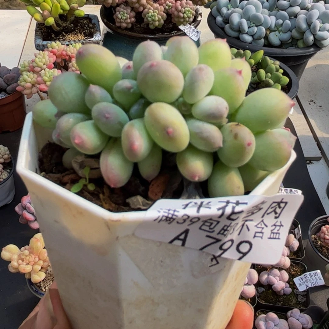 799苹果奶5cm多肉