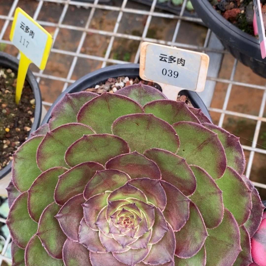 L039法师锦直播福利