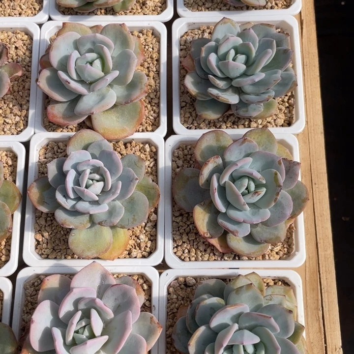 韩版奶茶拍1发8，粗桩