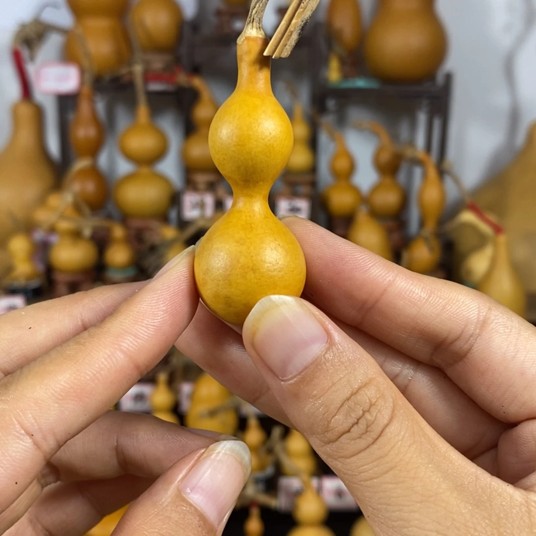 路***肾精品天津嘴葫芦花叶