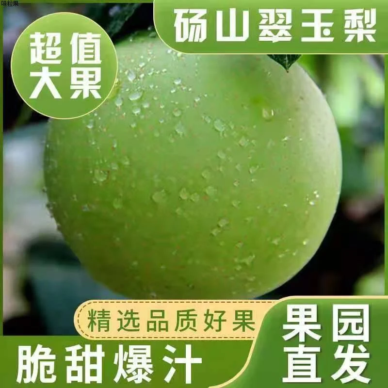 （大舅哥专属）正宗砀山梨砀山翠冠梨花翠玉皇冠梨产地直发整箱包邮