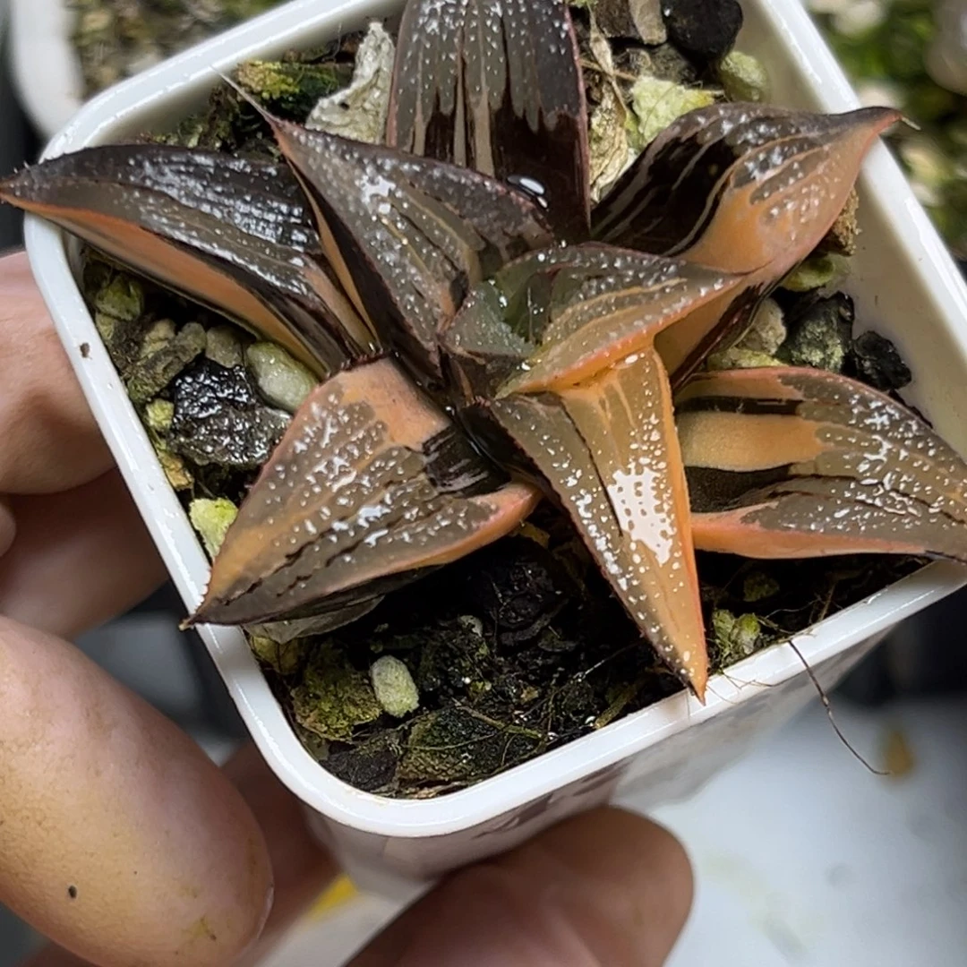 十二卷多肉植物4280茜云