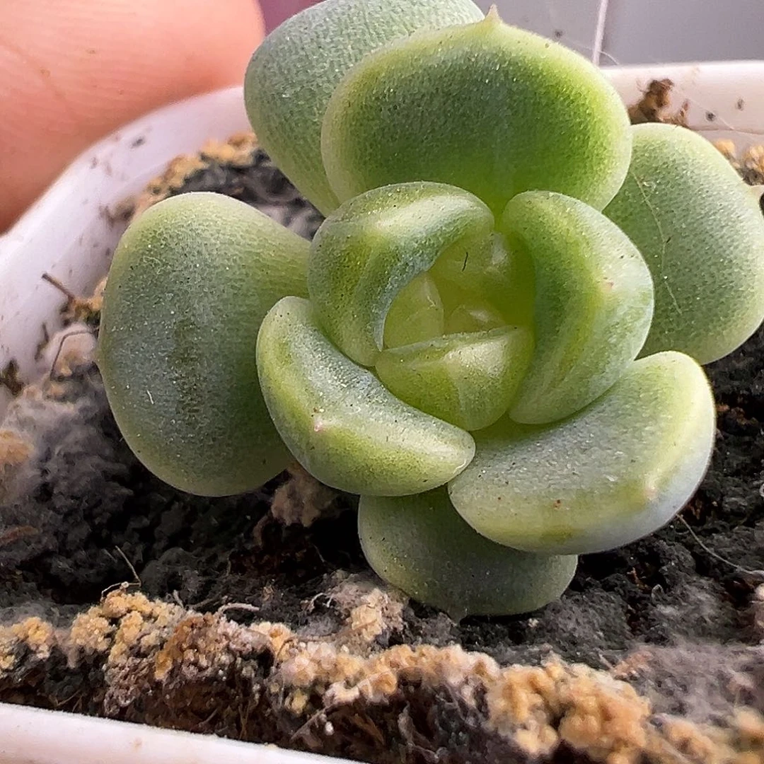 T5甜心一物一拍啊