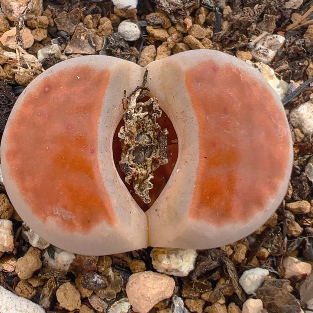 89多肉植物百科知识