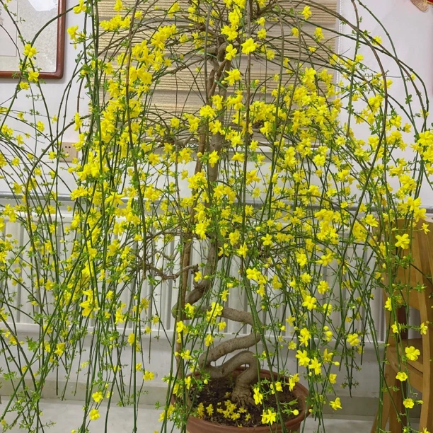 高杆探春花耐寒多年生