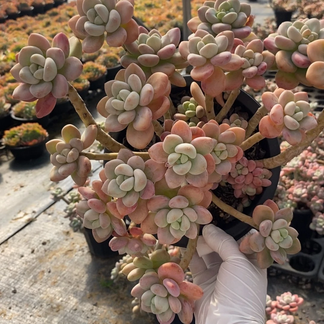 778红洛神一物一拍