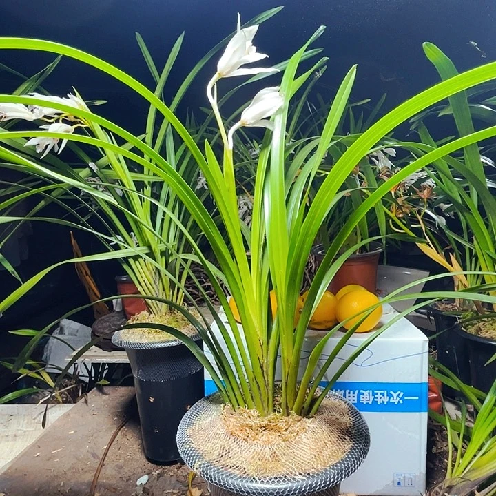 无花朵虎头兰香瓜