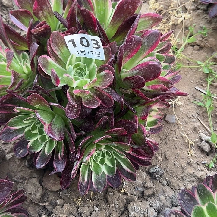 岚4.17-103海王朵5多肉