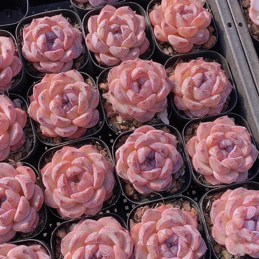 0128-新批次小黑橙单头一颗 量拍