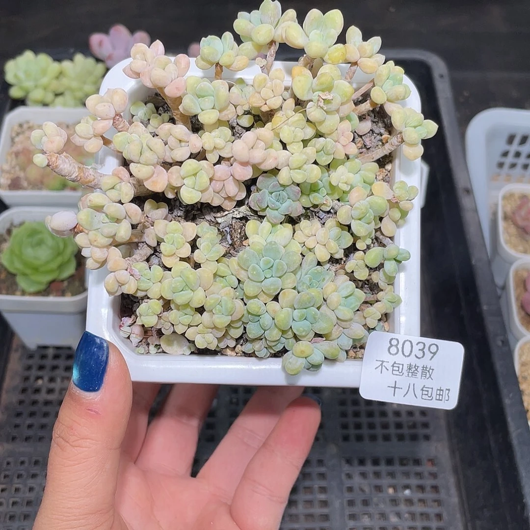 8039。 蛋糕美人。